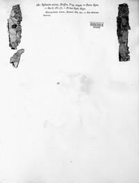 Cytospora nivea image